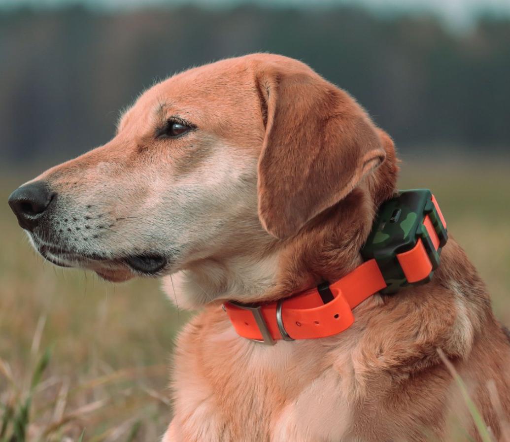 Водонепроницаемый GPS-трекер I – обзор и цена Outdoor Hunting Dog Collar