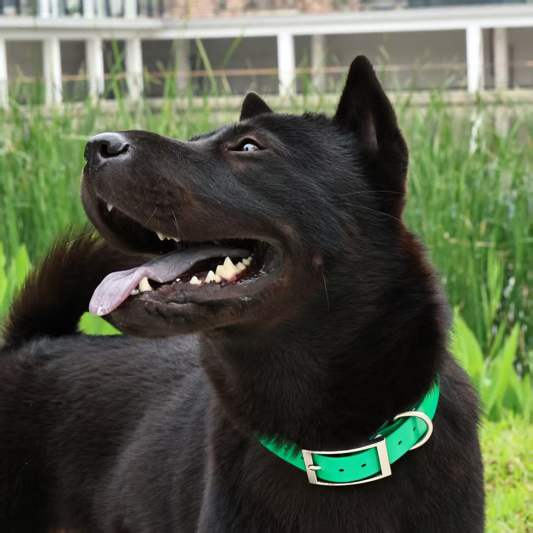 Прочный водонепроницаемый ошей – обзор и цена Outdoor Hunting Dog Collar